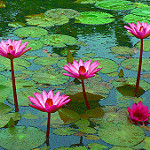 The lotus, which  grows in the mud, but blooms above it, is often used as a symbol in yoga. 